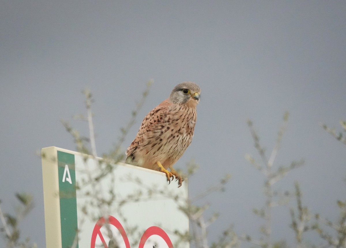 tårnfalk - ML646784585