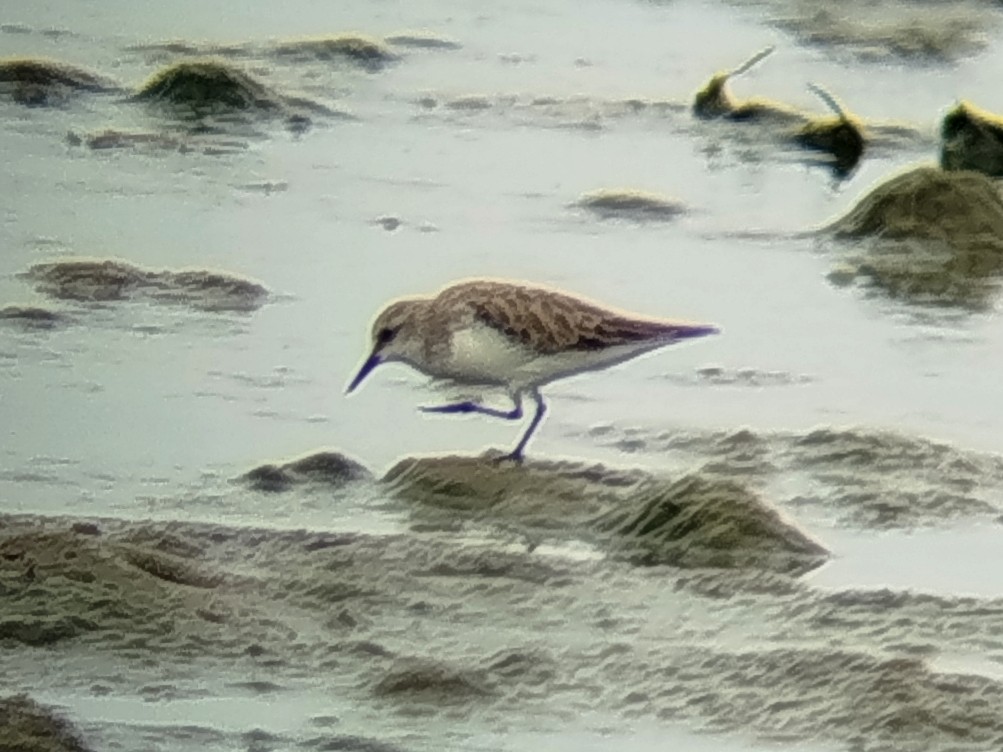 Txirri lepagorria - ML646784586