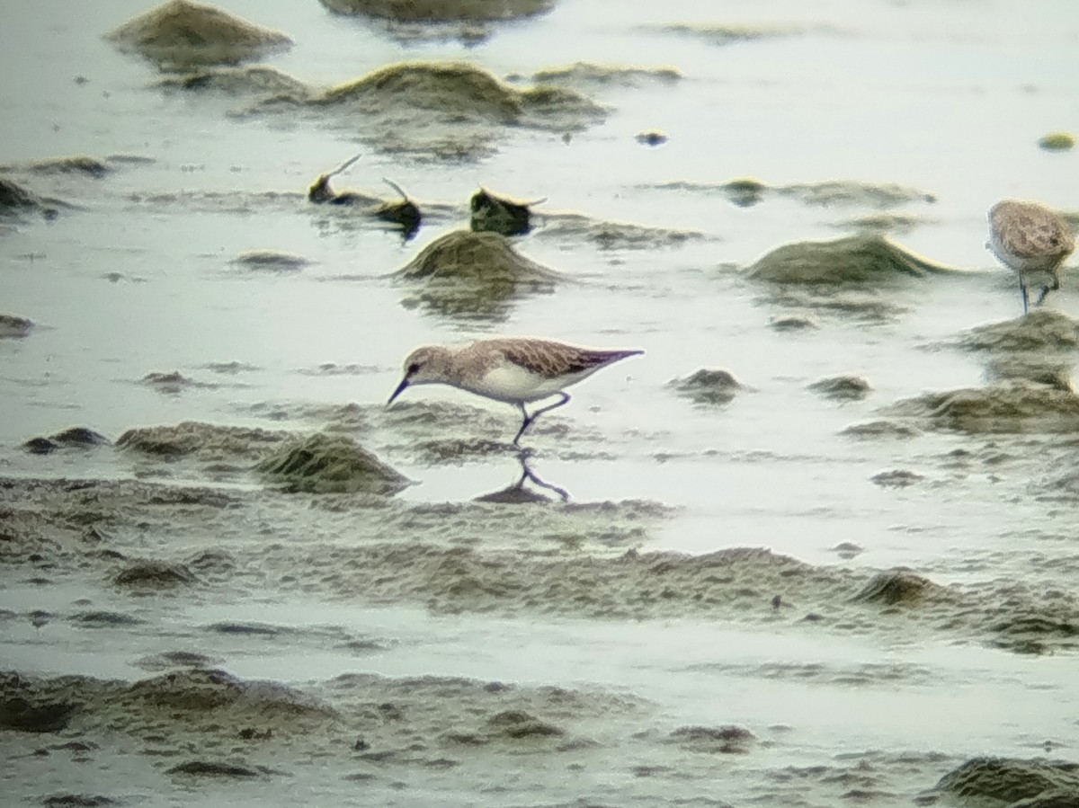 Txirri lepagorria - ML646784587