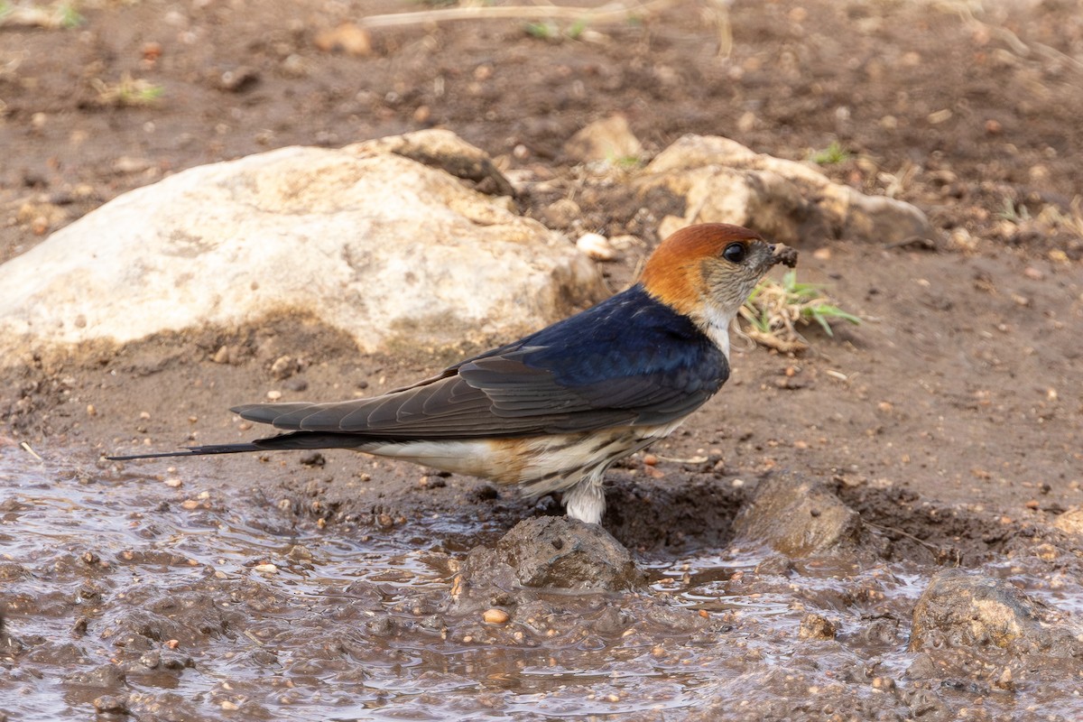 Greater Striped Swallow - ML646784588