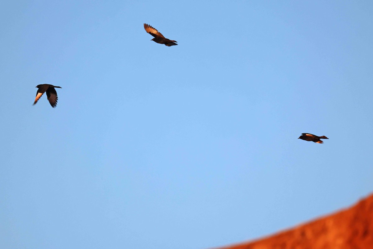 Rufipenne nabouroup - ML646784589