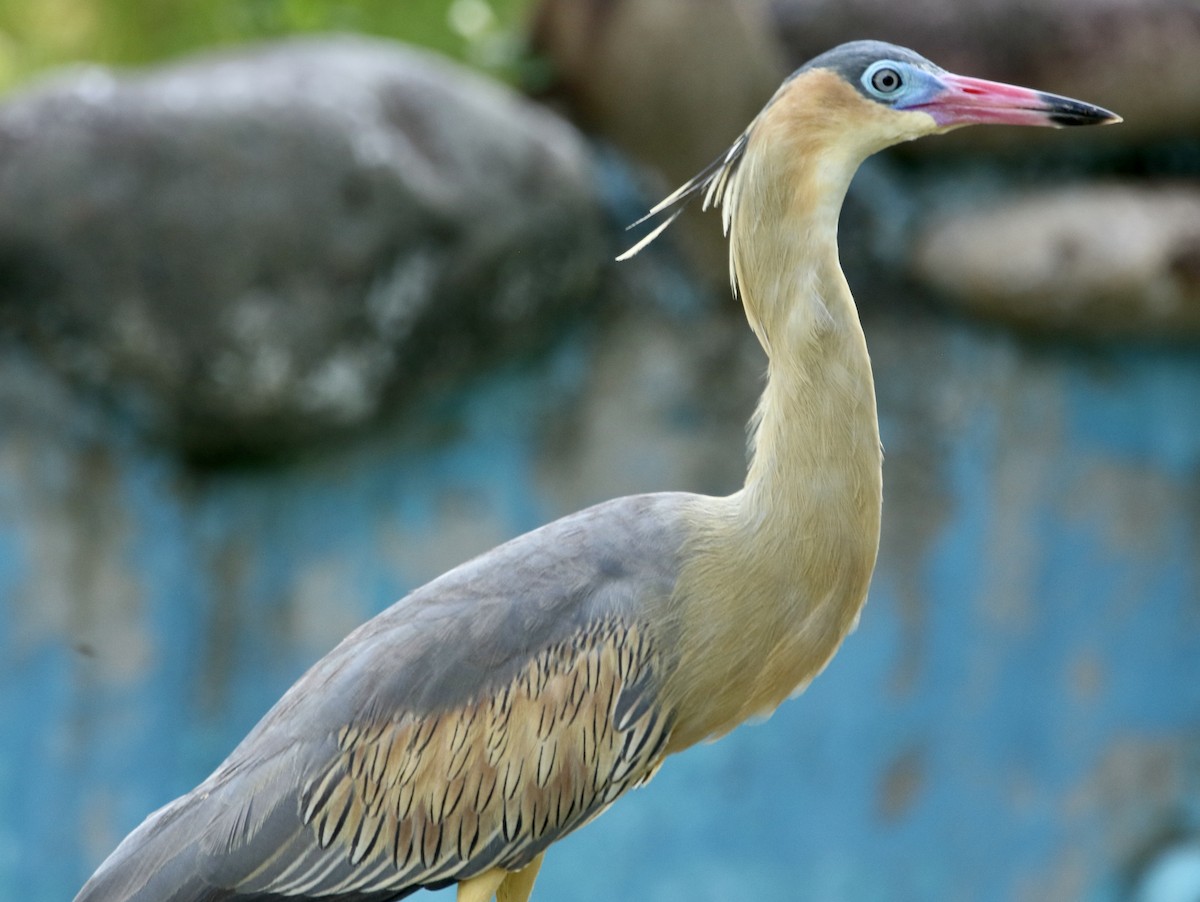 キムネゴイ - ML646784597