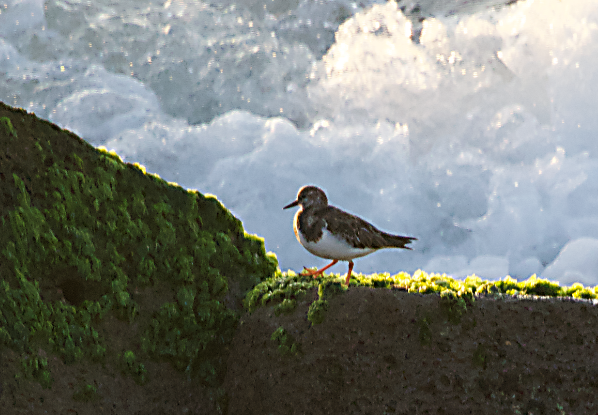 Ruddy Turnstone - ML646784603