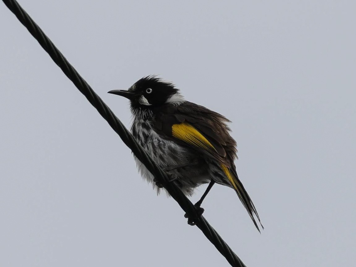 New Holland Honeyeater - ML646784605