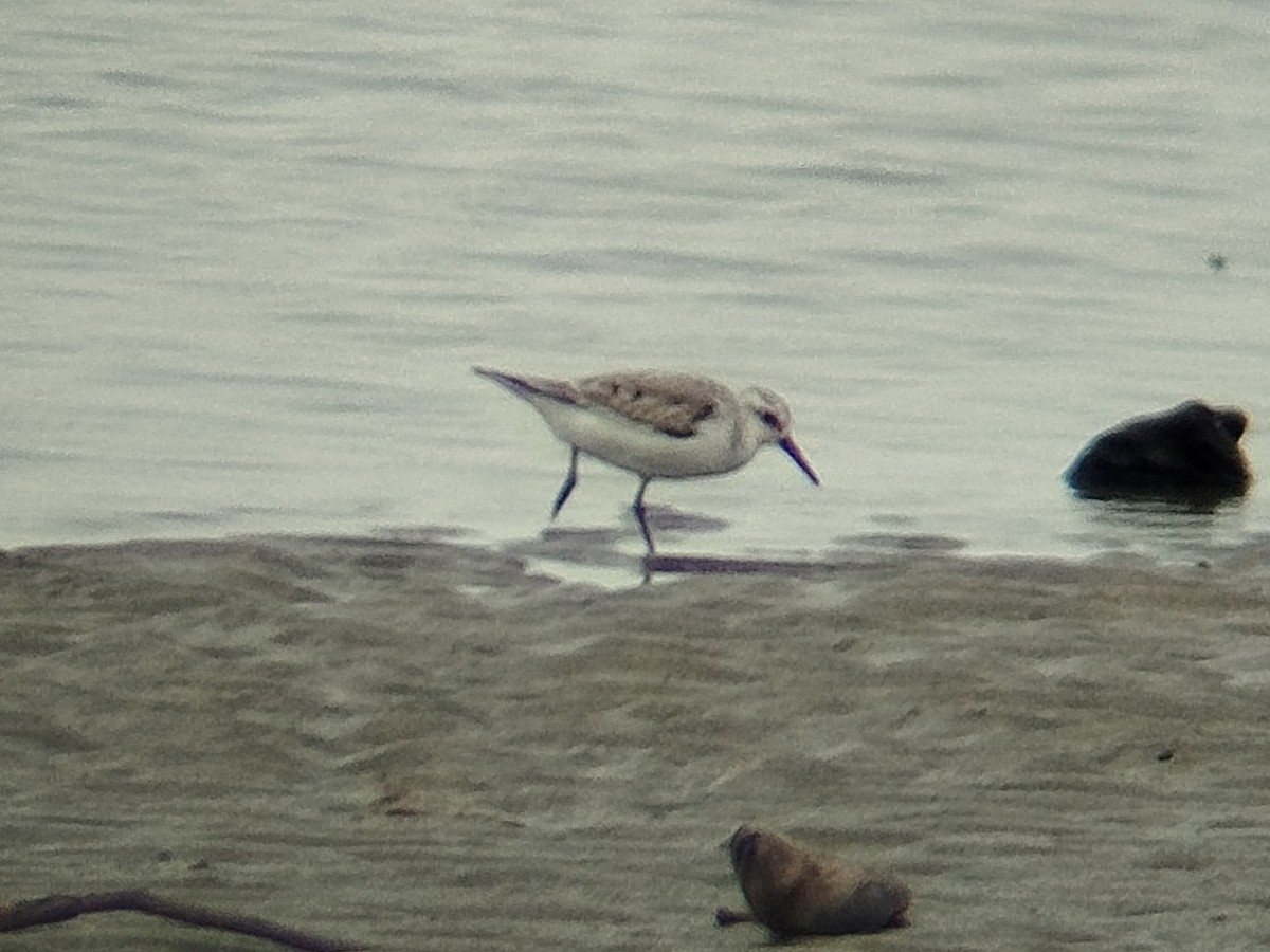 Txirri zuria - ML646784608