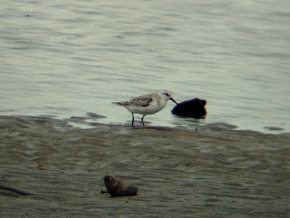 Txirri zuria - ML646784609