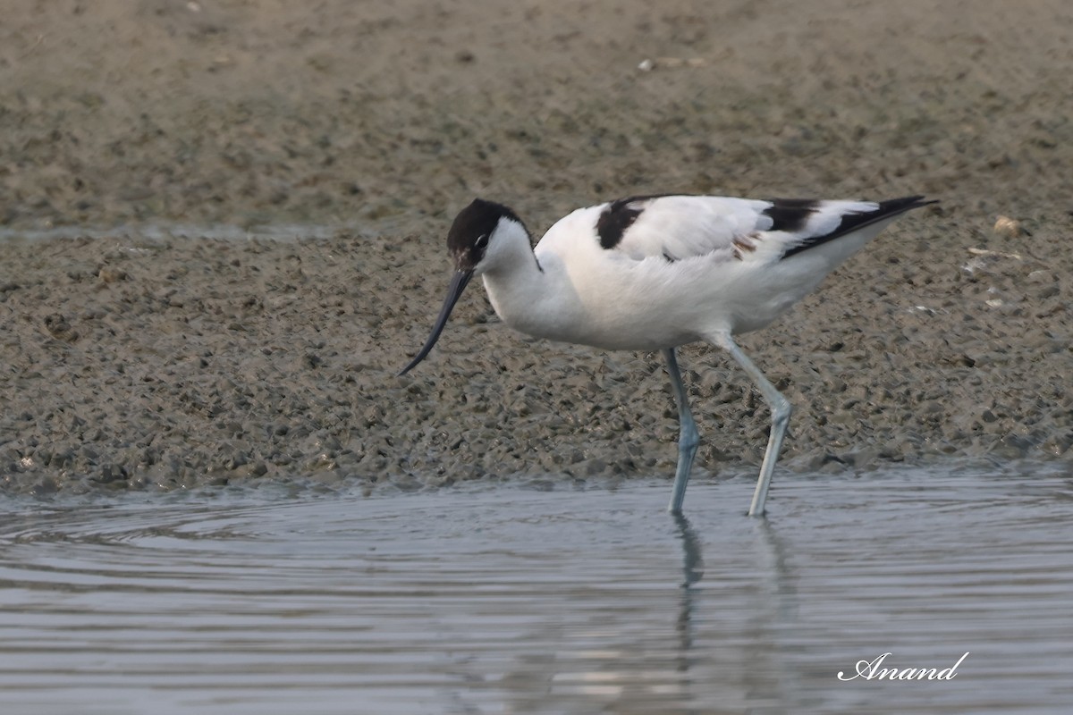 Kılıçgaga - ML646784628