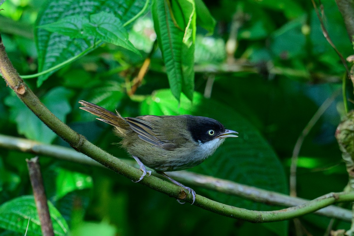 Timalie à tête noire - ML646784630