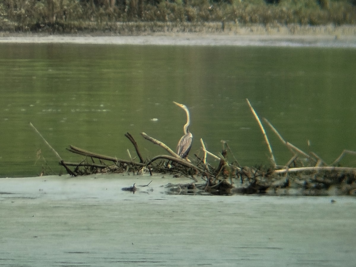 Anhinga roux - ML646784631