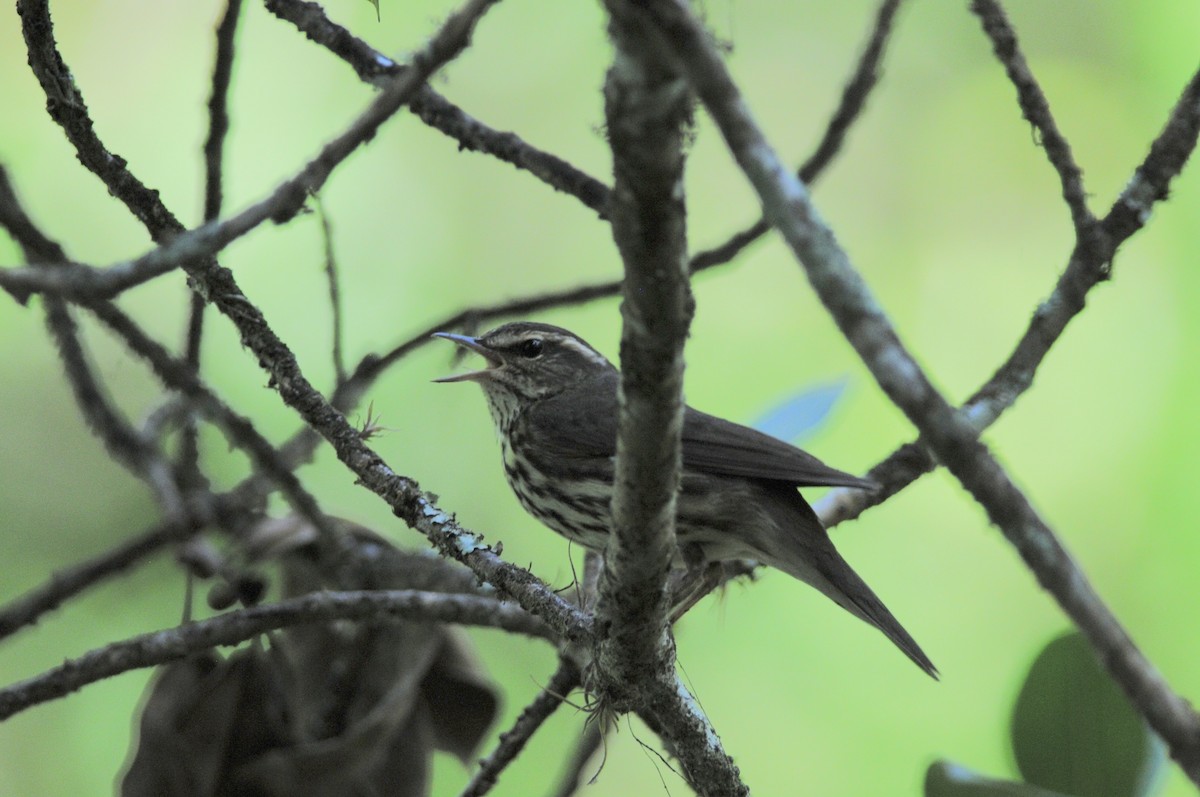 נחלית צפונית - ML646784633