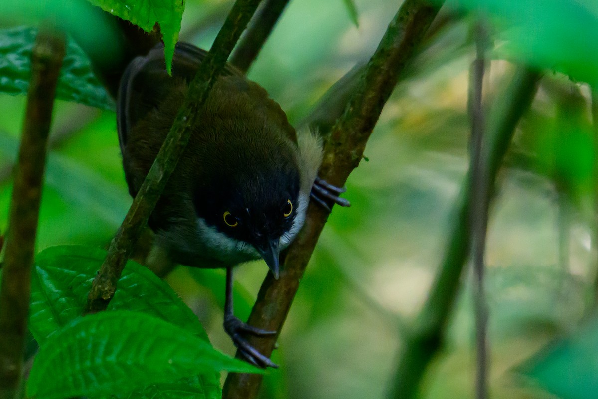 Timalie à tête noire - ML646784634