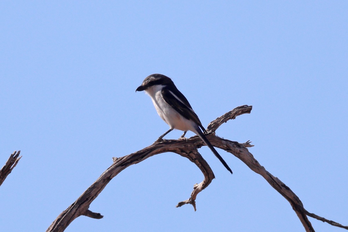 Fiskalwürger - ML646784638