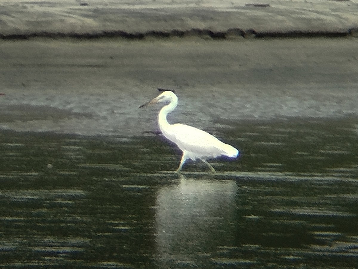 Chinese Egret - ML646784644