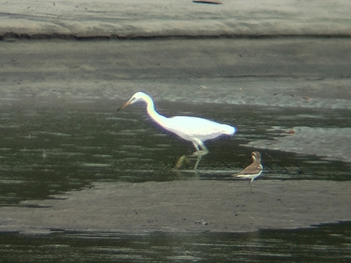 Chinese Egret - ML646784645