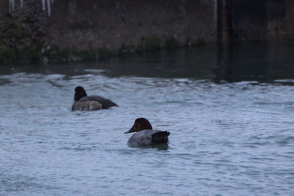 Common Pochard - ML646784647