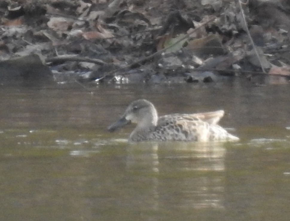 Cerceta Aliazul - ML646784655