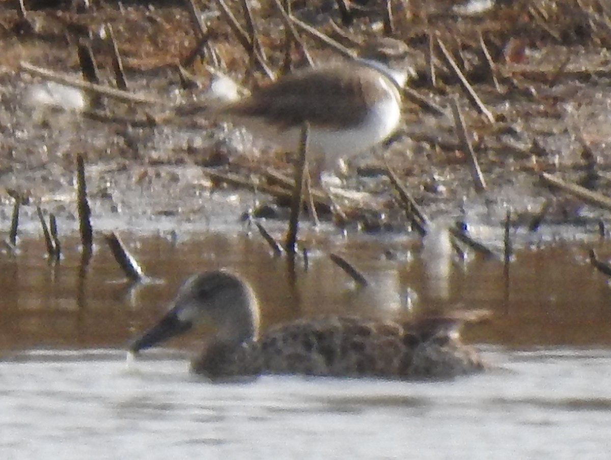 Cerceta Aliazul - ML646784656