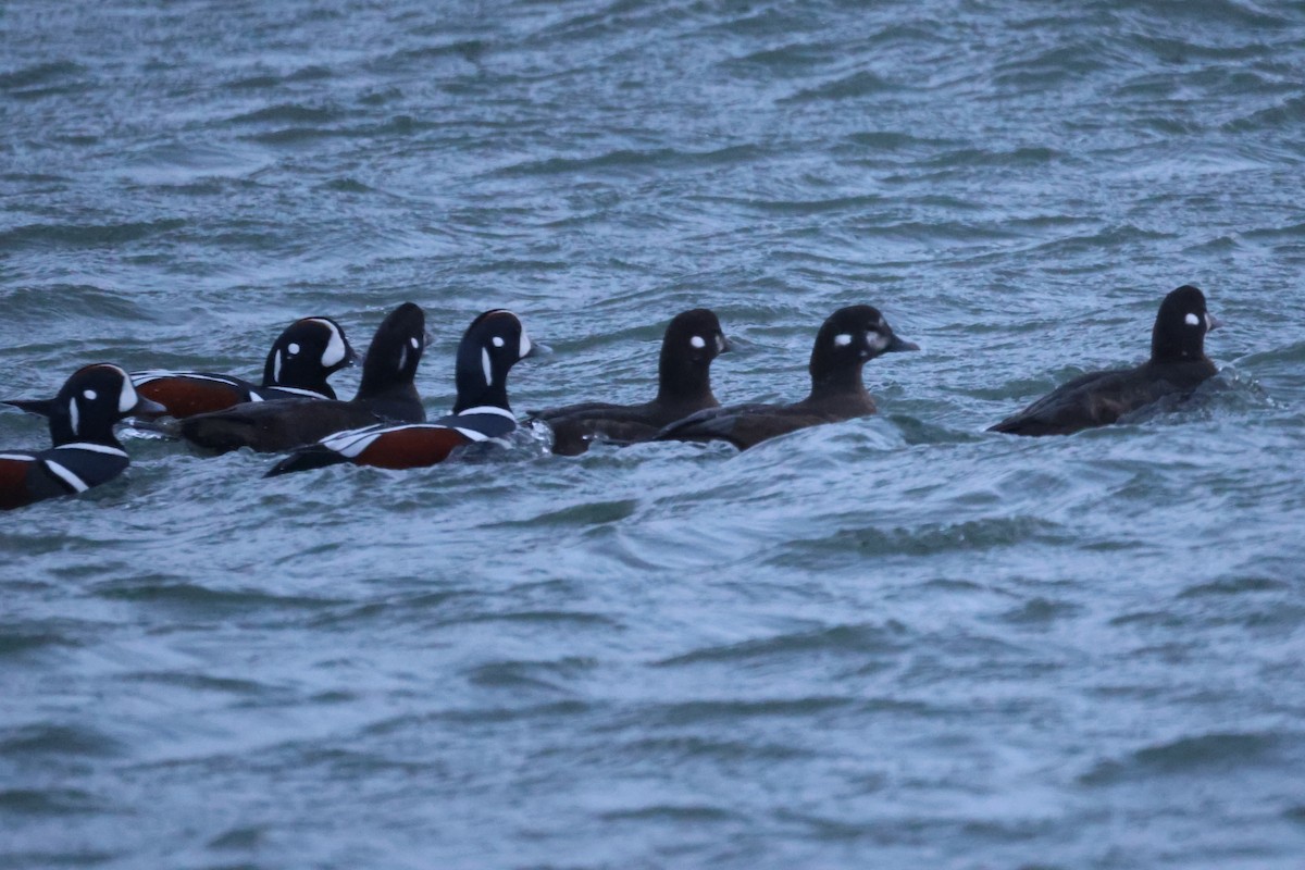 Ahate arlekina - ML646784658