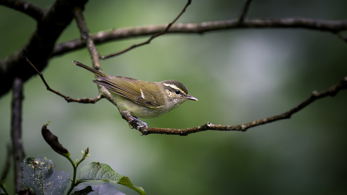 Large-billed Leaf Warbler - ML646784659