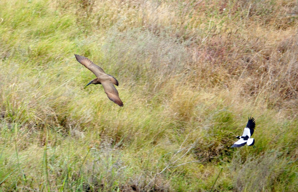 Blacksmith Lapwing - ML646784660