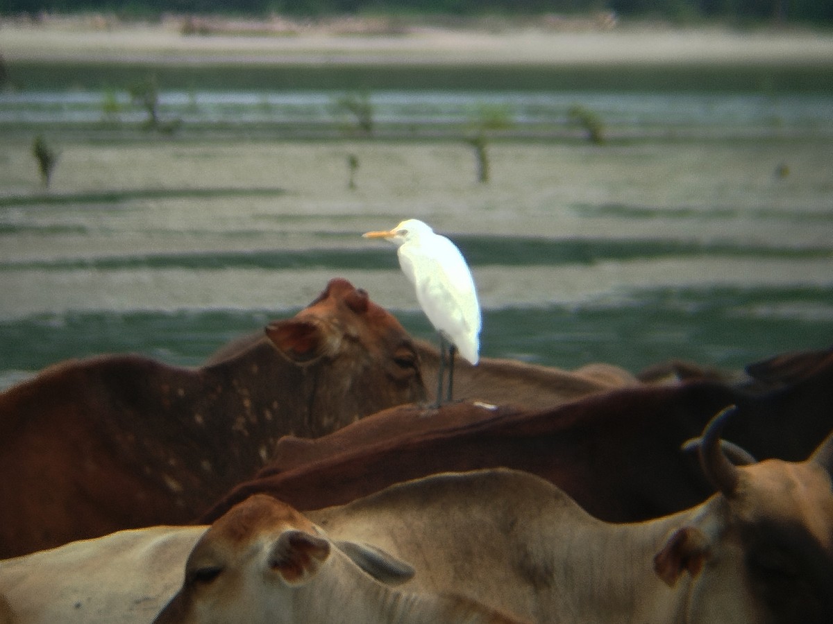 Eastern Cattle-Egret - ML646784661