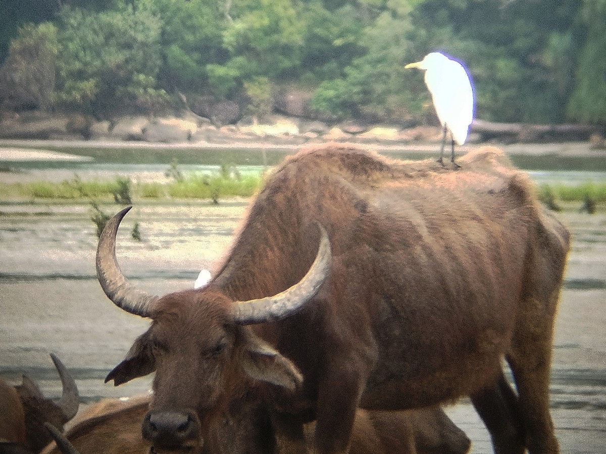 Eastern Cattle-Egret - ML646784662