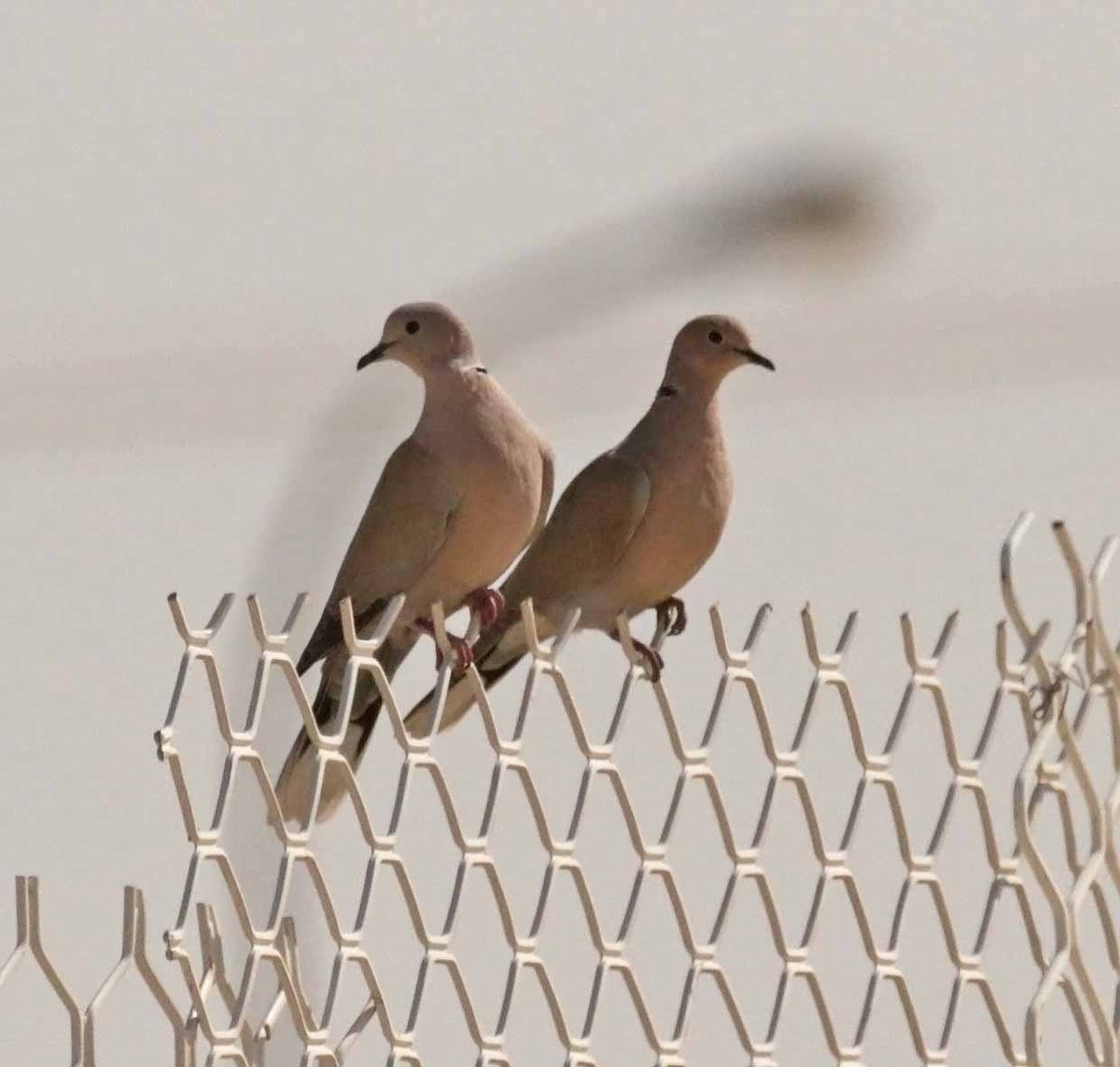 Сахельская горлица - ML646784666