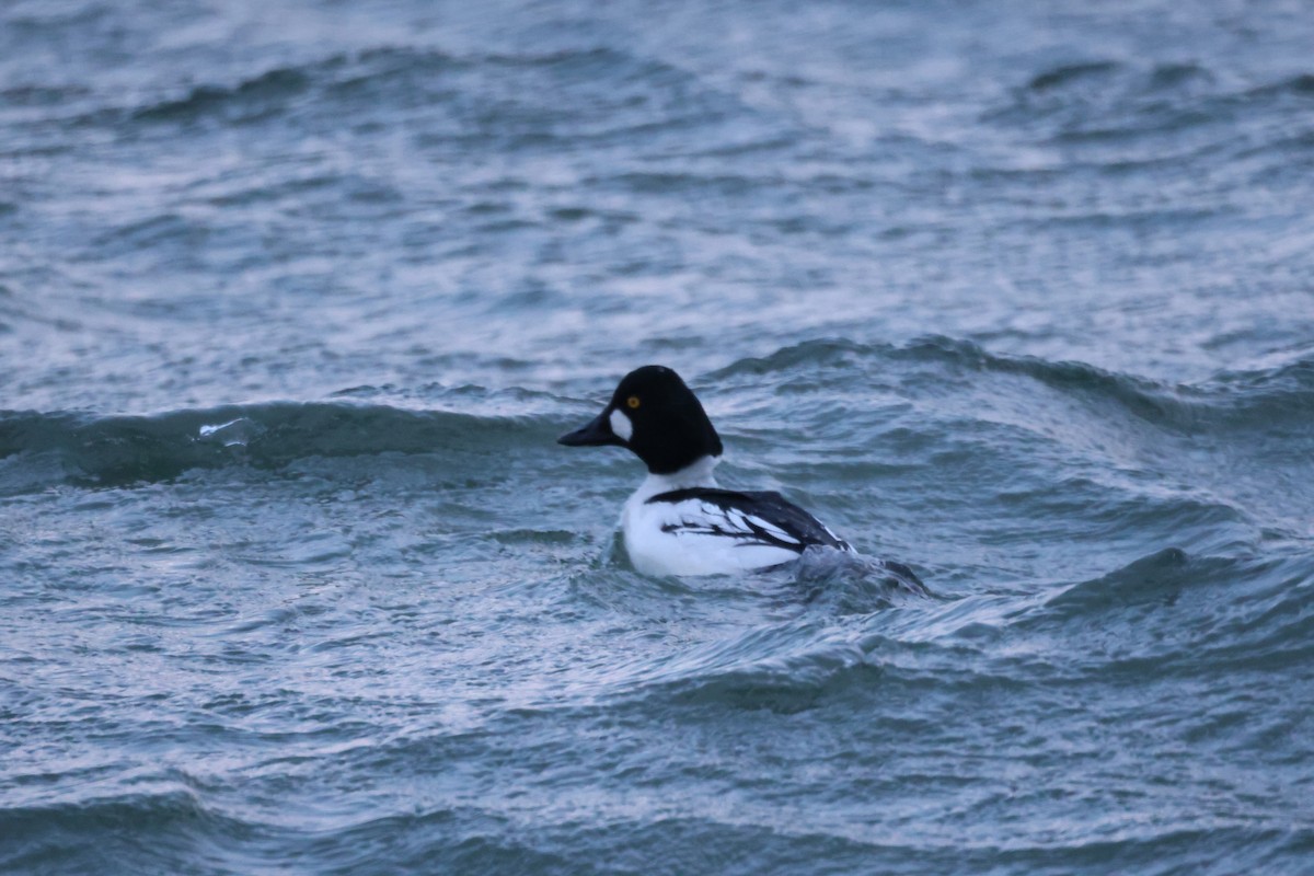 Common Goldeneye - ML646784667