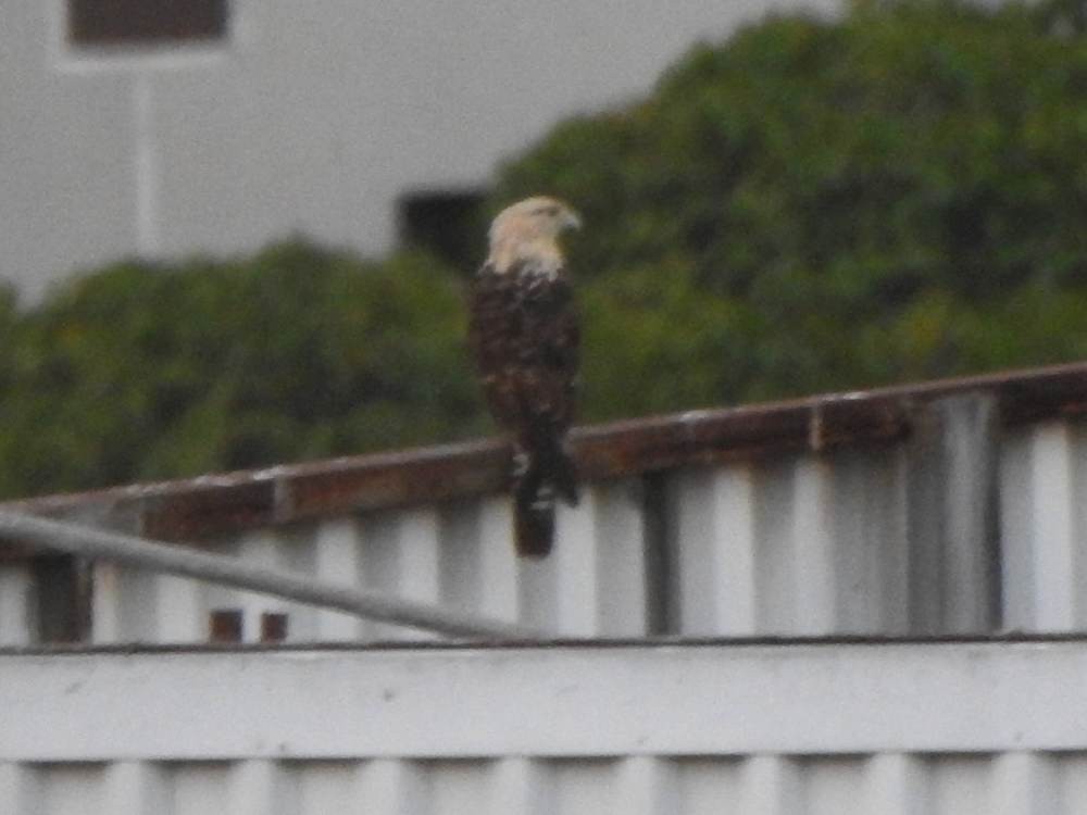 Yellow-headed Caracara - ML646784668