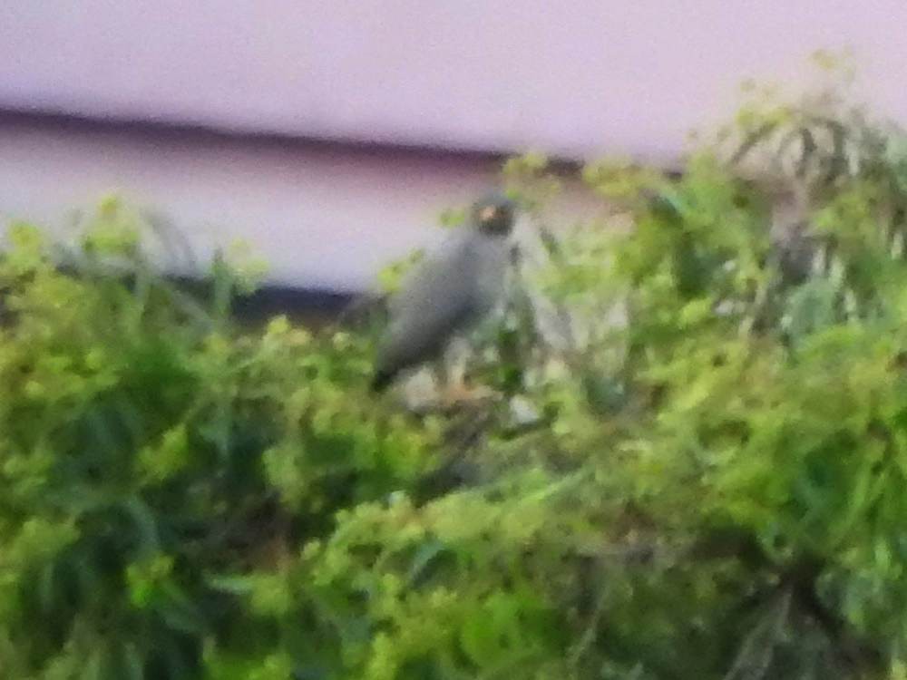 Roadside Hawk - ML646784676