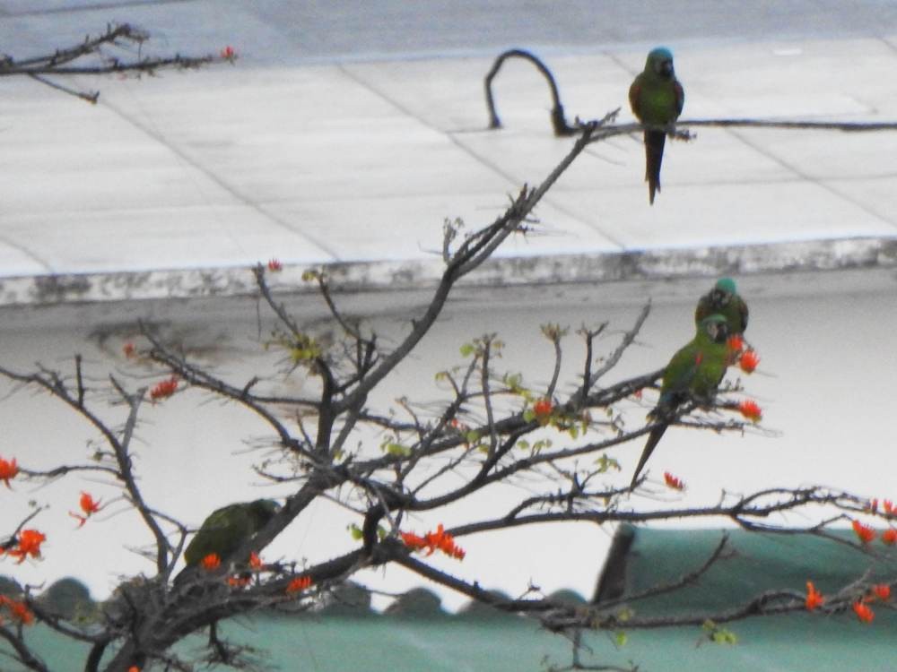 Chestnut-fronted Macaw - ML646784678