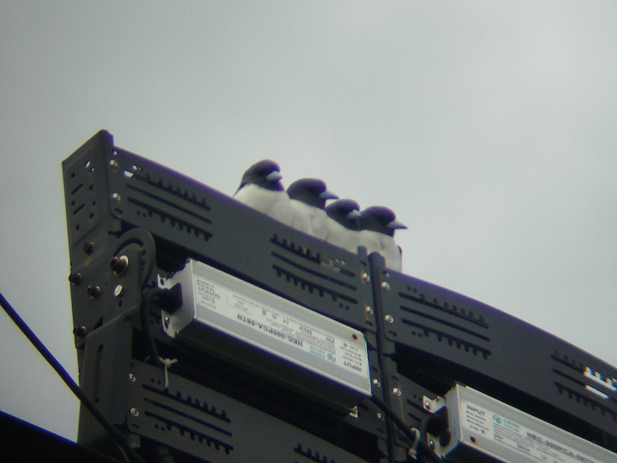 White-breasted Woodswallow - ML646784682