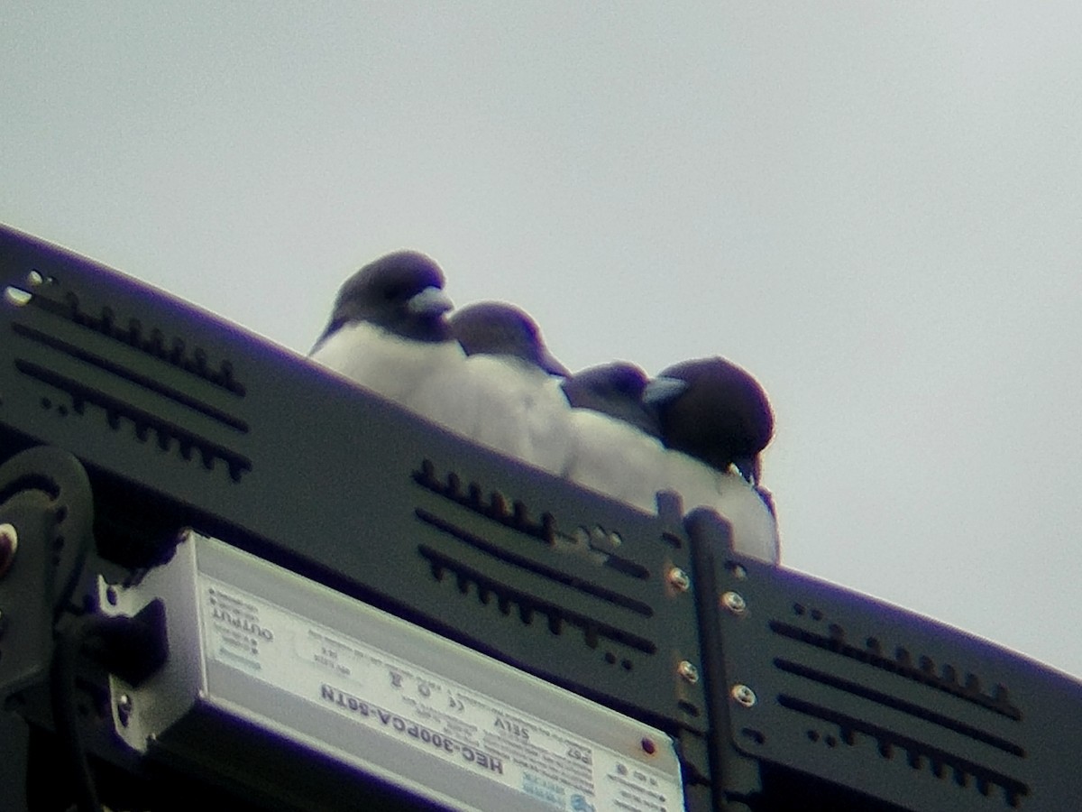 White-breasted Woodswallow - ML646784683