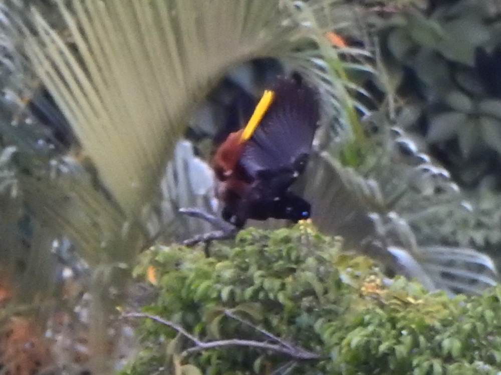Crested Oropendola - ML646784684