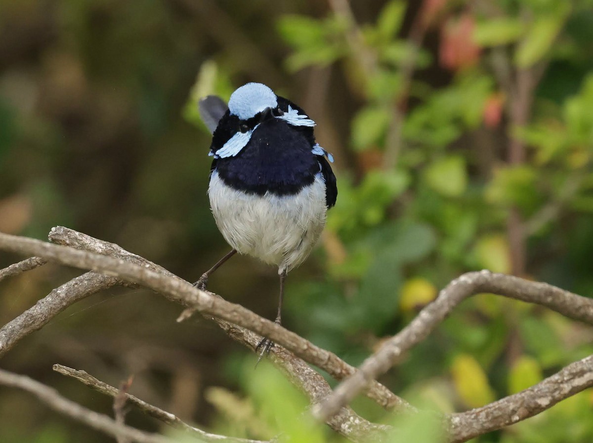 Superb Fairywren - ML646784685