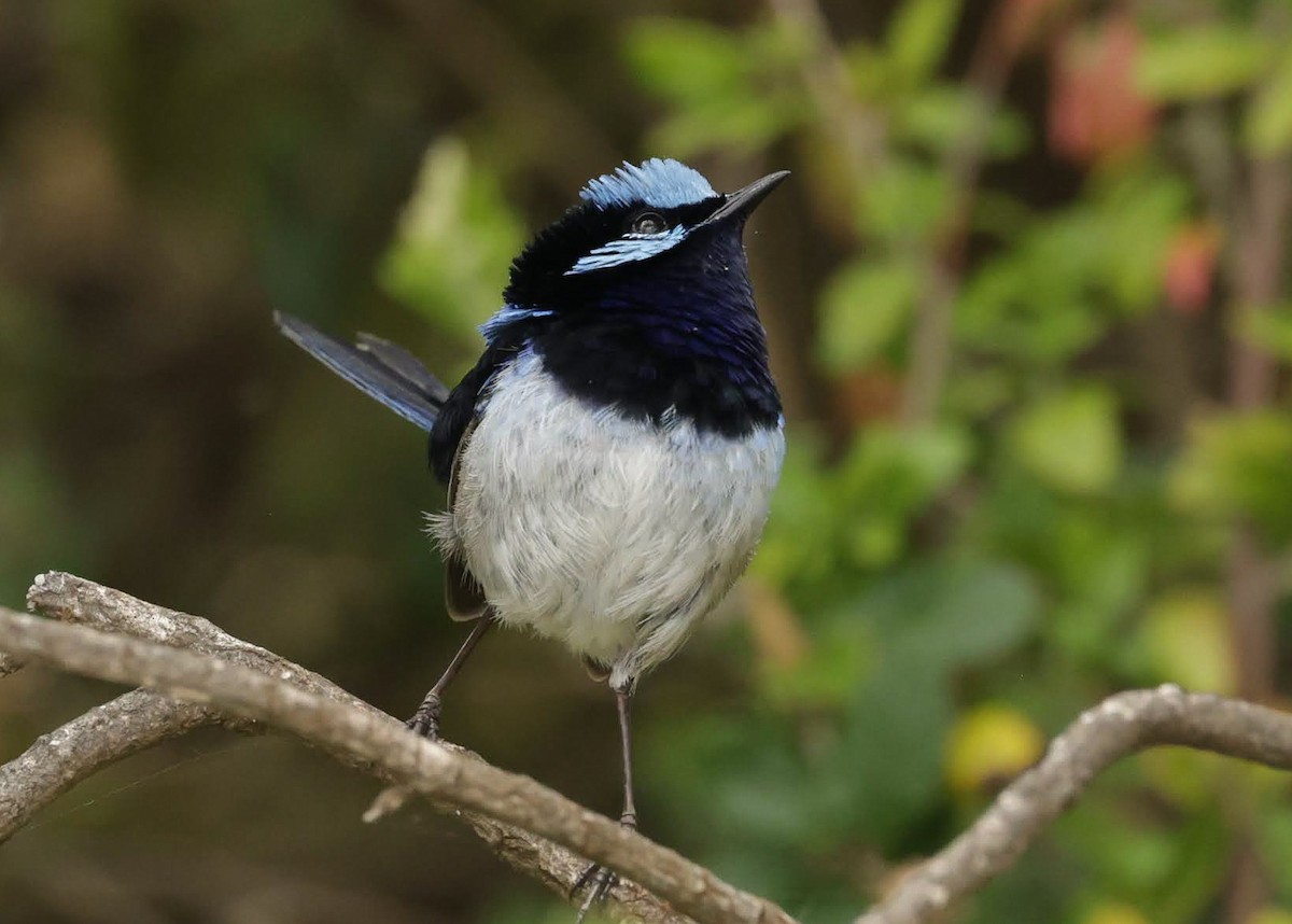 Superb Fairywren - ML646784686