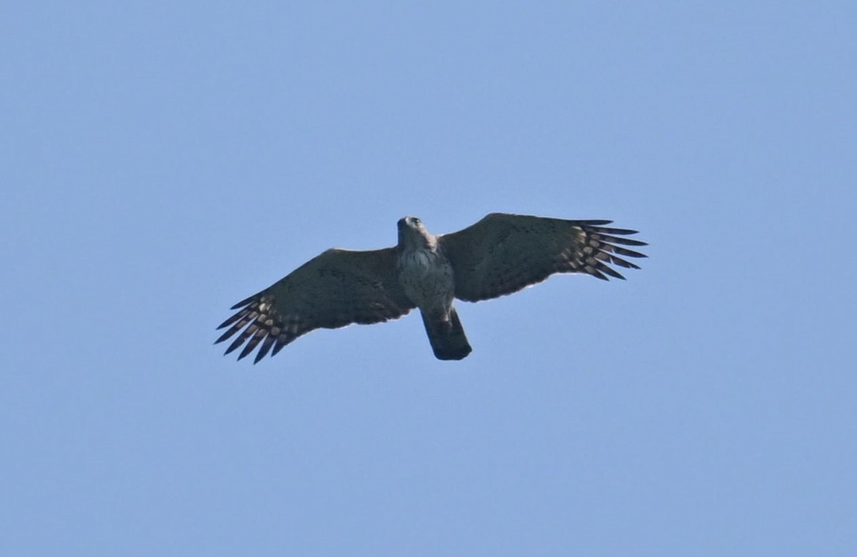 Aigle huppé - ML646784687