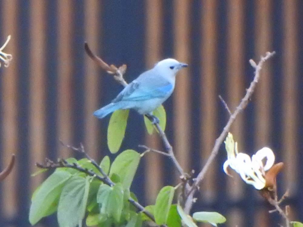Blue-gray Tanager - ML646784690