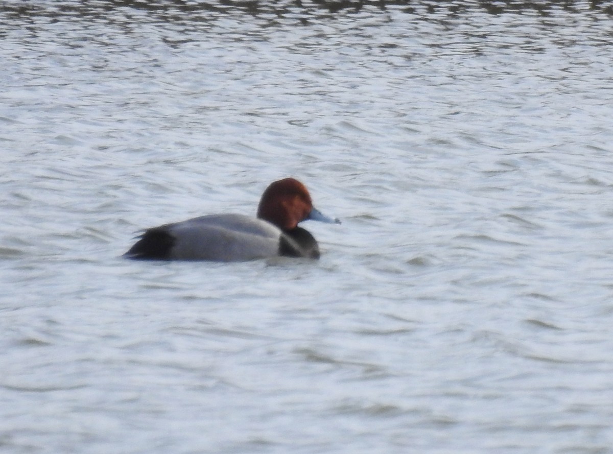 Fuligule à tête rouge - ML646784691
