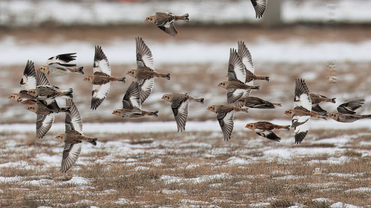 Snow Bunting - ML646784692