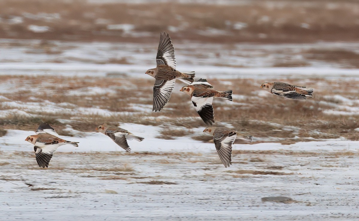 Snow Bunting - ML646784693