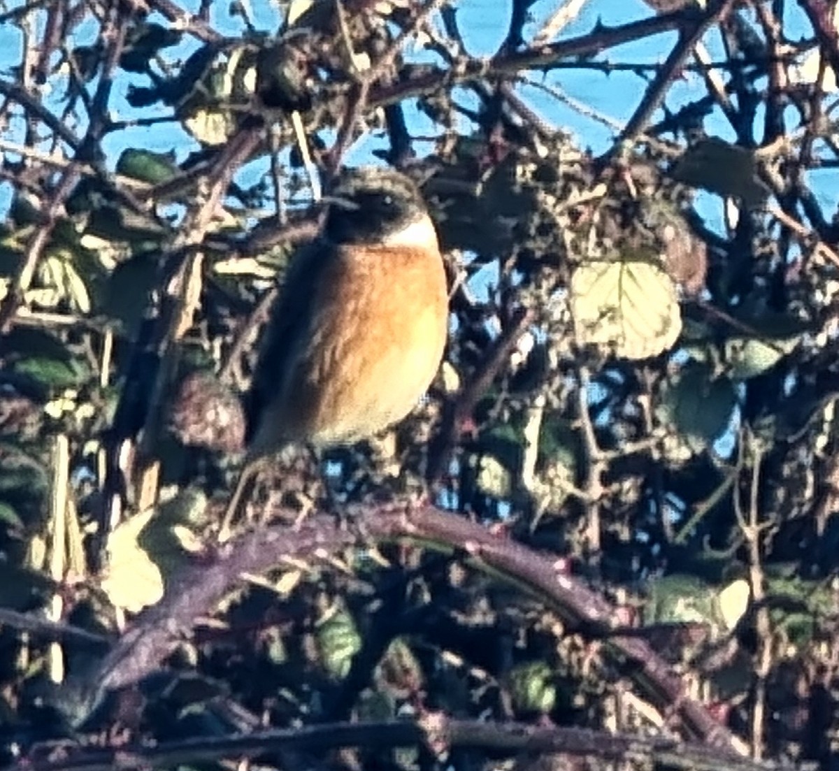 European Stonechat - ML646784694