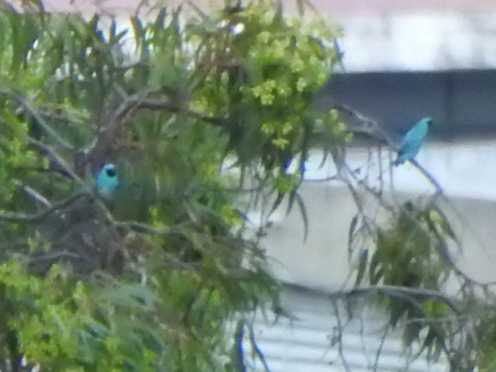 Swallow Tanager - ML646784695