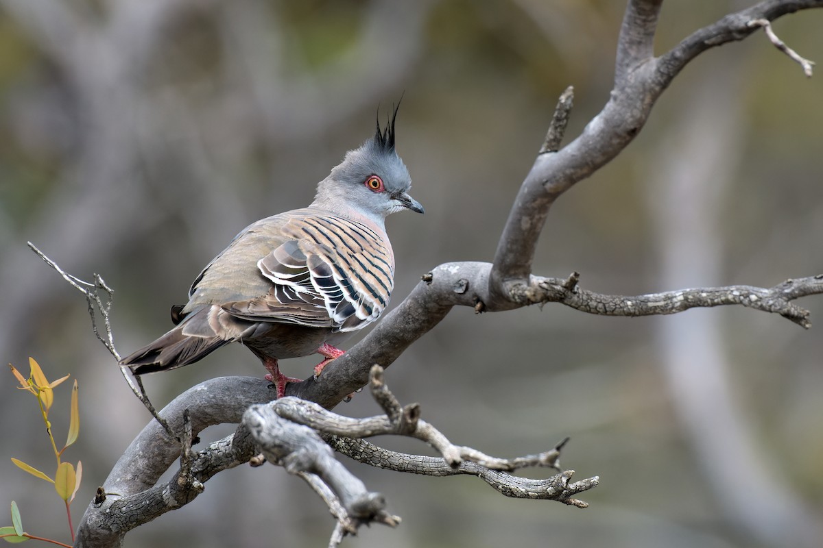 Colombine longup - ML646784697