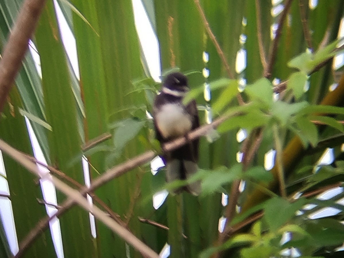 Malaysian Pied-Fantail - ML646784698
