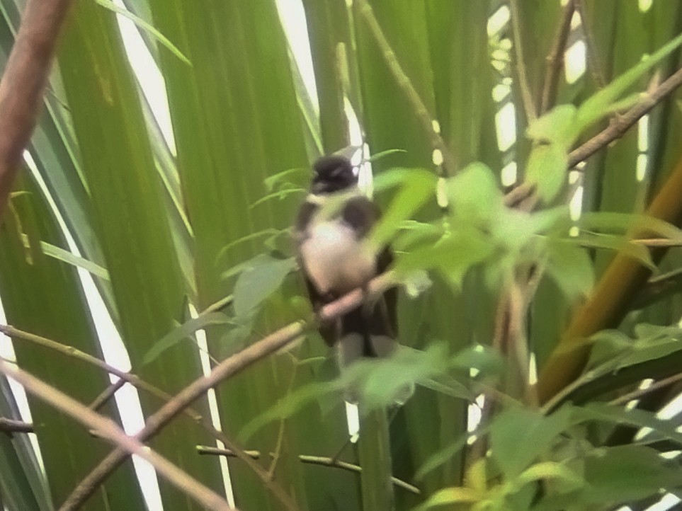 Malaysian Pied-Fantail - ML646784699