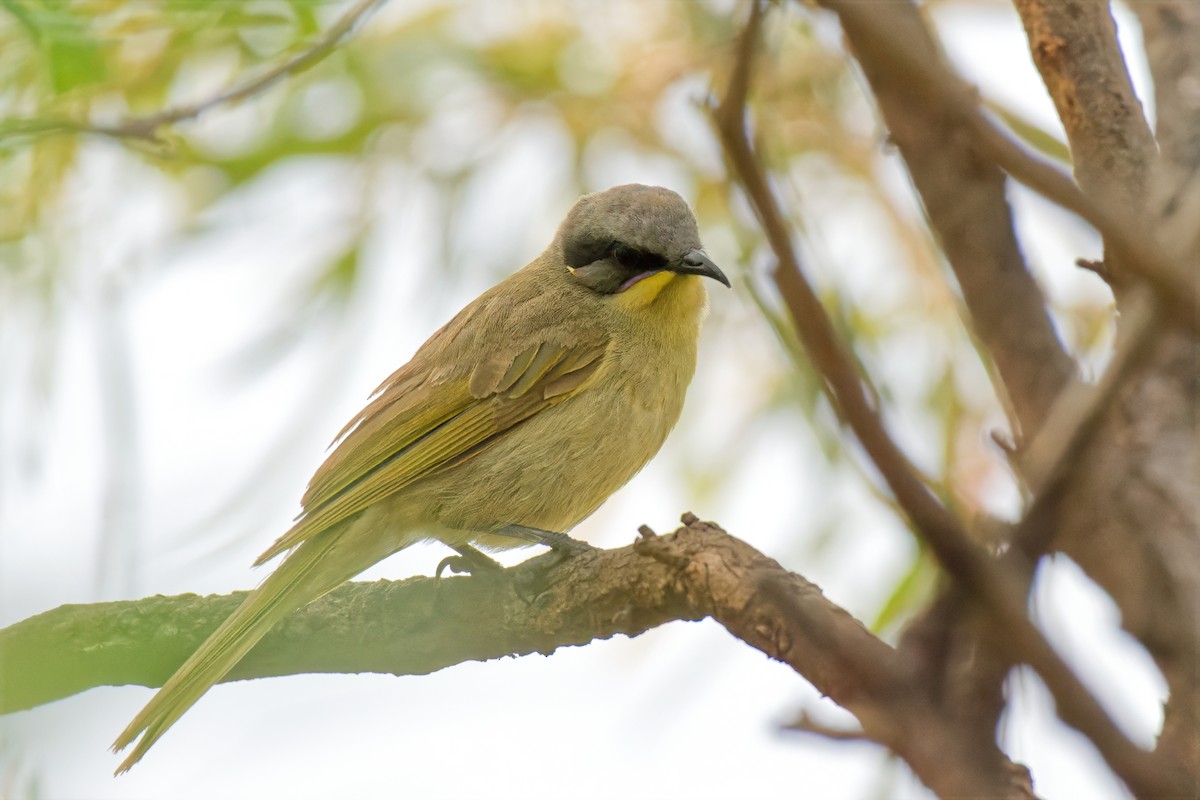 Méliphage grimé - ML646784700