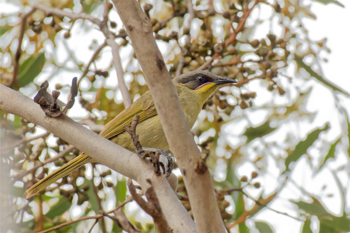 Méliphage grimé - ML646784701