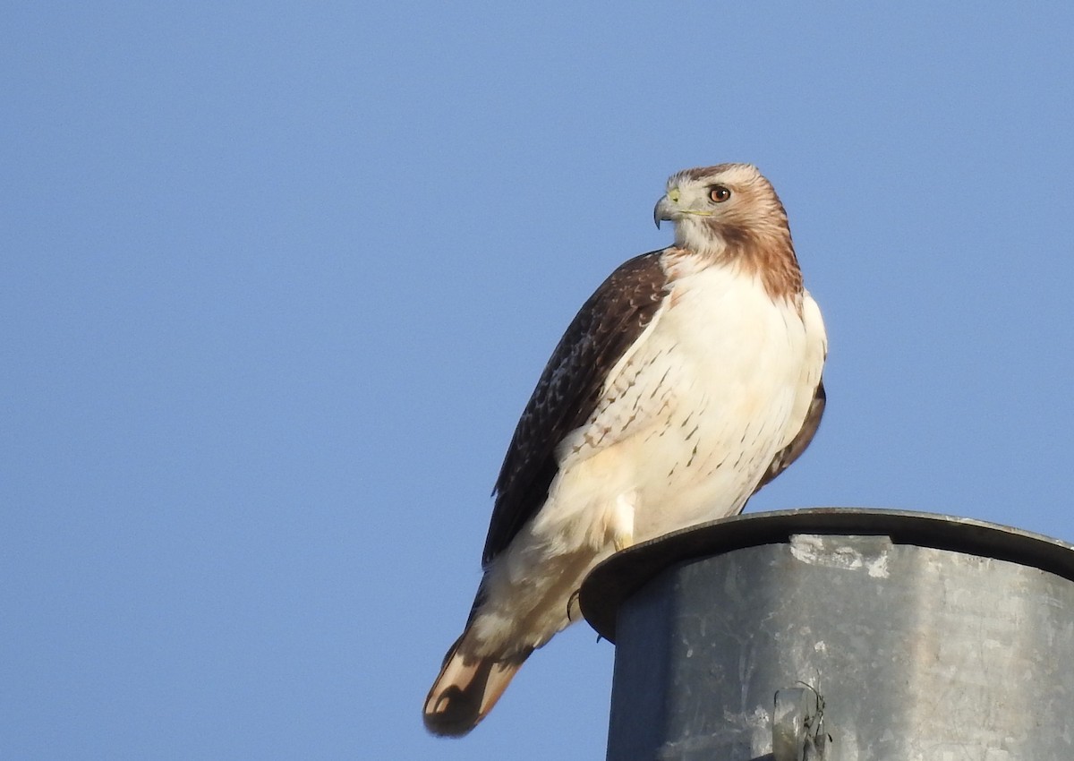 Busardo Colirrojo (kriderii) - ML646784702