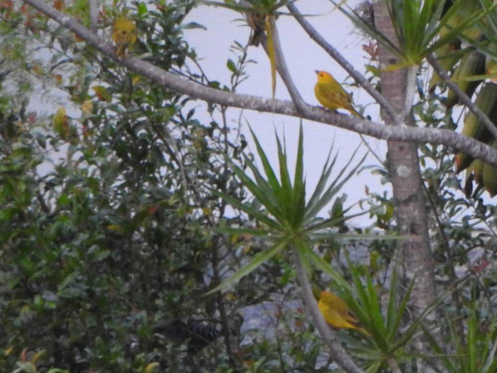 Saffron Finch - ML646784703